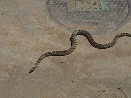 Snake1