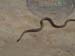 Snake1